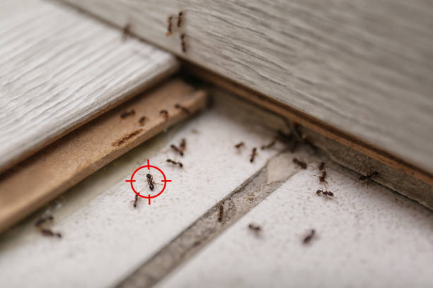 Best Local Pest Control Services  in Butner, NC