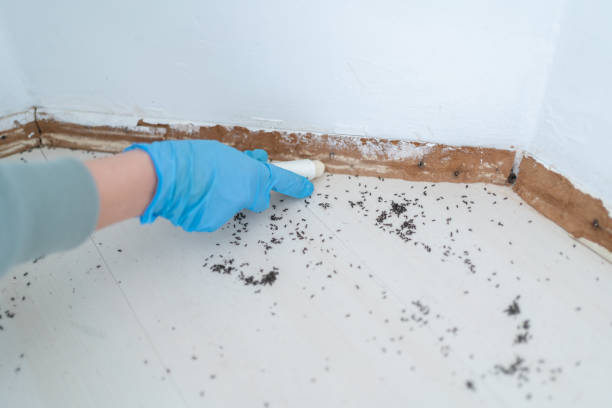 Best Wasp Removal Services  in Butner, NC